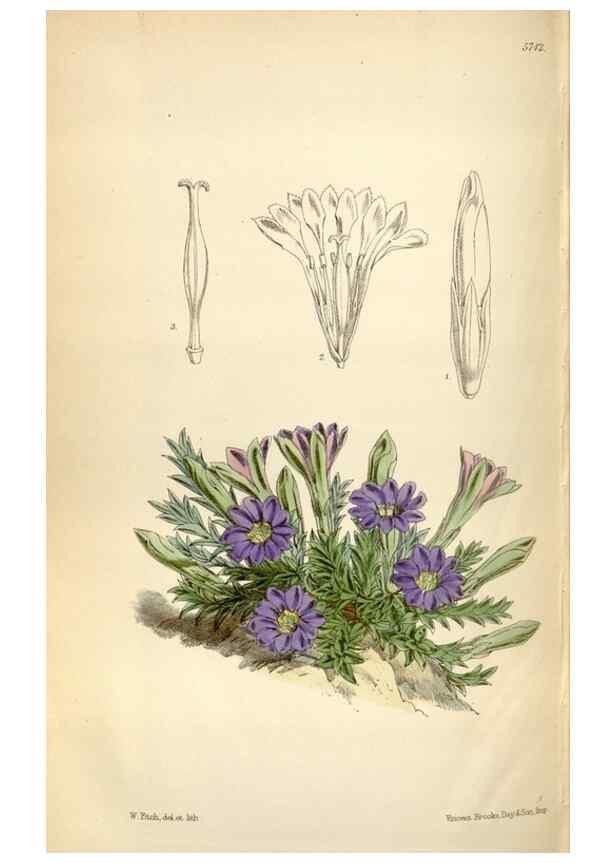 Reproducción/Reproduction 35274939605: Curtis's botanical magazine.. London ; New York [etc.] :Academic Press [etc.]