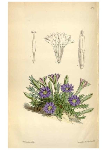 Reproducción/Reproduction 35274939605: Curtis's botanical magazine.. London ; New York [etc.] :Academic Press [etc.]