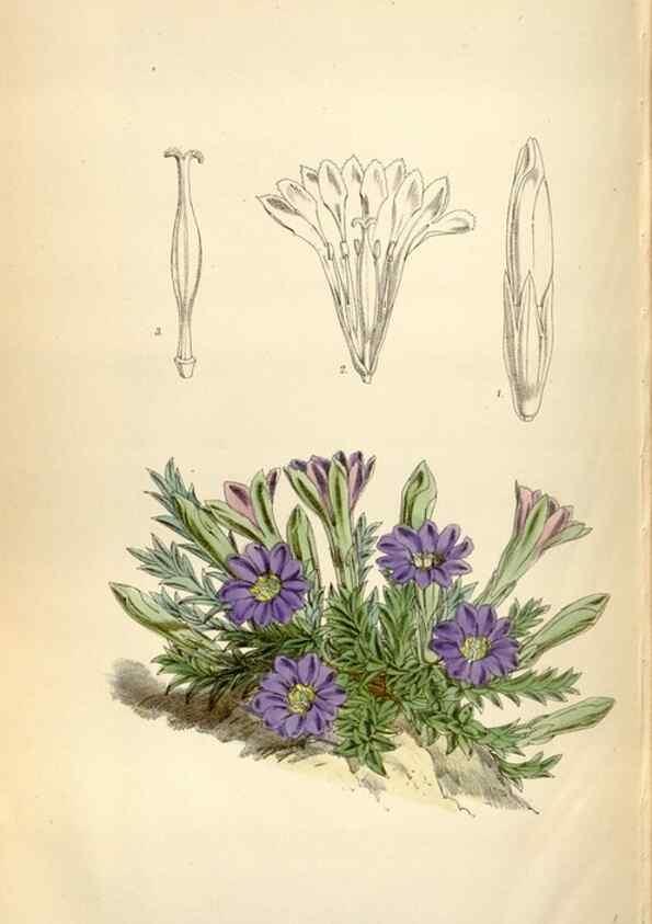 Reproducción/Reproduction 35274939605: Curtis's botanical magazine.. London ; New York [etc.] :Academic Press [etc.]
