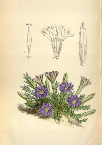 Reproducción/Reproduction 35274939605: Curtis's botanical magazine.. London ; New York [etc.] :Academic Press [etc.]