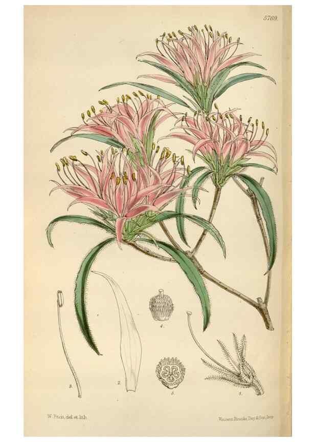 Reproducción/Reproduction 35144771151: Curtis's botanical magazine.. London ; New York [etc.] :Academic Press [etc.]