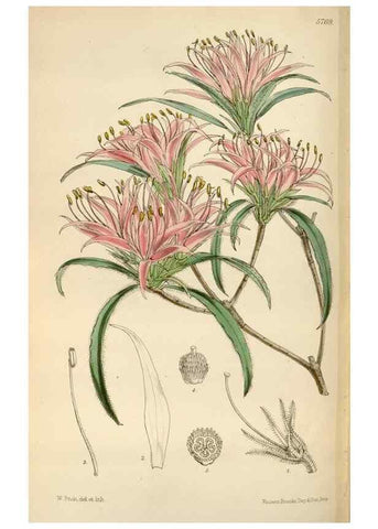 Reproducción/Reproduction 35144771151: Curtis's botanical magazine.. London ; New York [etc.] :Academic Press [etc.]