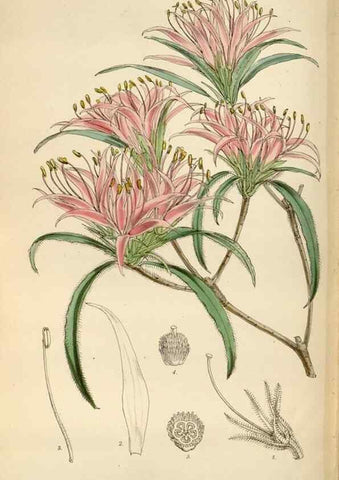 Reproducción/Reproduction 35144771151: Curtis's botanical magazine.. London ; New York [etc.] :Academic Press [etc.]