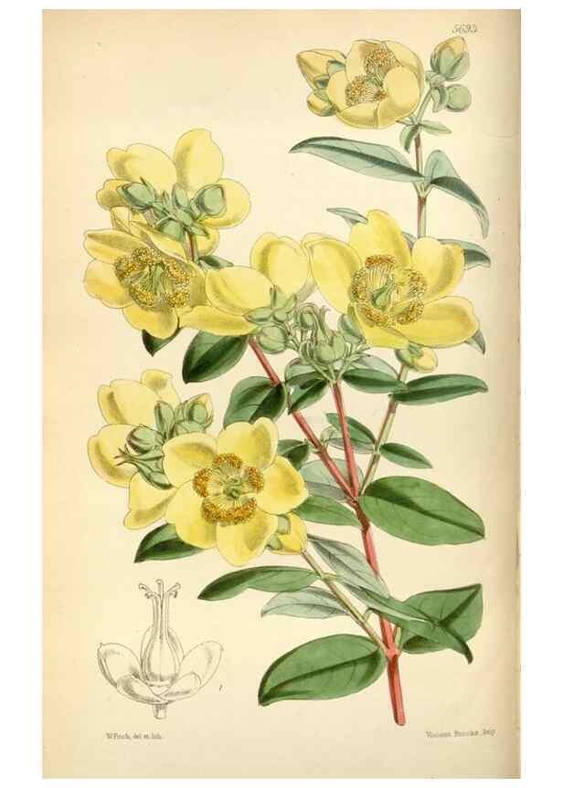 Reproducción/Reproduction 34465144633: Curtis's botanical magazine.. London ; New York [etc.] :Academic Press [etc.]