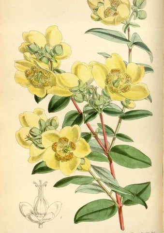 Reproducción/Reproduction 34465144633: Curtis's botanical magazine.. London ; New York [etc.] :Academic Press [etc.]