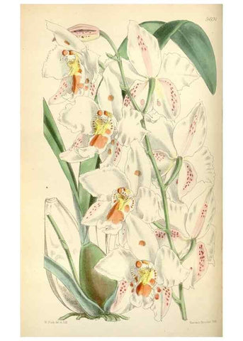 Reproducción/Reproduction 34465137243: Curtis's botanical magazine.. London ; New York [etc.] :Academic Press [etc.]