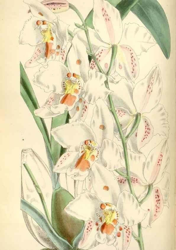 Reproducción/Reproduction 34465137243: Curtis's botanical magazine.. London ; New York [etc.] :Academic Press [etc.]