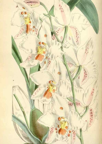 Reproducción/Reproduction 34465137243: Curtis's botanical magazine.. London ; New York [etc.] :Academic Press [etc.]