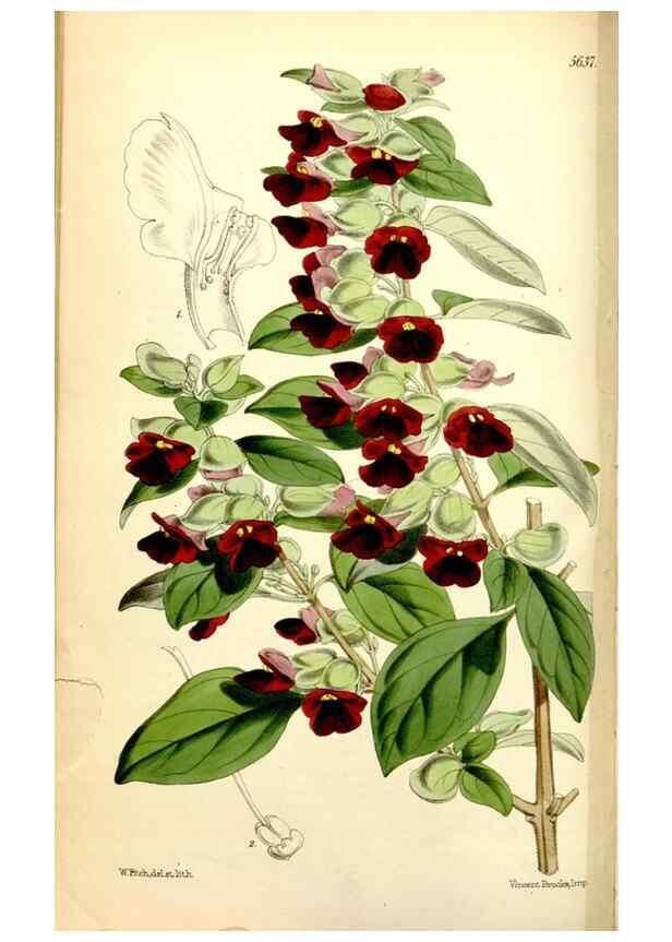 Reproducción/Reproduction 35234152026: Curtis's botanical magazine.. London ; New York [etc.] :Academic Press [etc.]