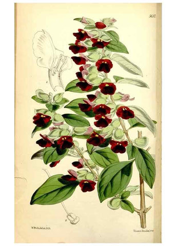 Reproducción/Reproduction 35234152026: Curtis's botanical magazine.. London ; New York [etc.] :Academic Press [etc.]