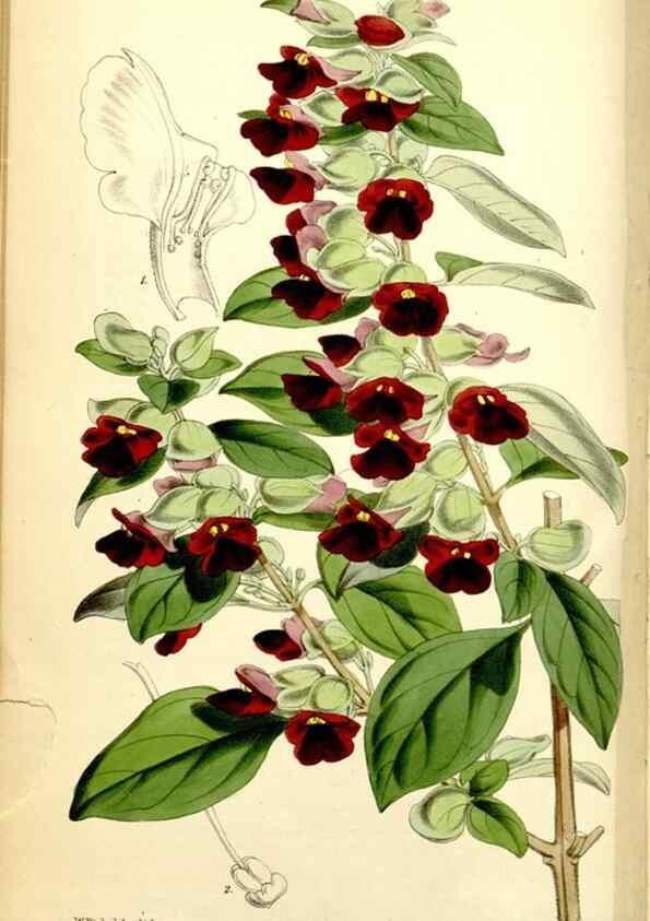 Reproducción/Reproduction 35234152026: Curtis's botanical magazine.. London ; New York [etc.] :Academic Press [etc.]