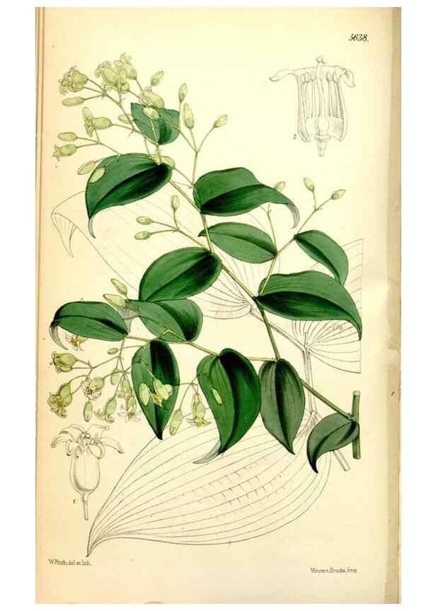 Reproducción/Reproduction 35234154546: Curtis's botanical magazine.. London ; New York [etc.] :Academic Press [etc.]