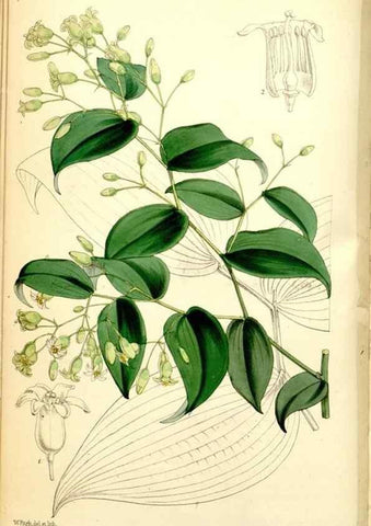 Reproducción/Reproduction 35234154546: Curtis's botanical magazine.. London ; New York [etc.] :Academic Press [etc.]