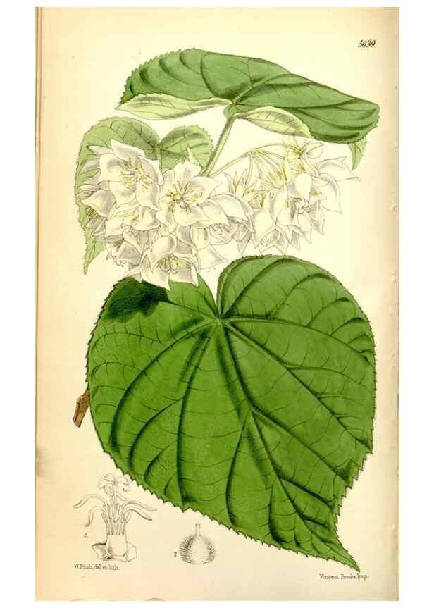 Reproducción/Reproduction 35234157366: Curtis's botanical magazine.. London ; New York [etc.] :Academic Press [etc.]