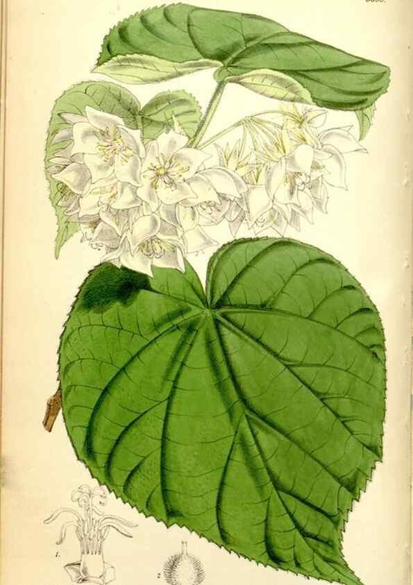 Reproducción/Reproduction 35234157366: Curtis's botanical magazine.. London ; New York [etc.] :Academic Press [etc.]