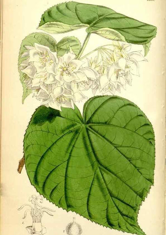 Reproducción/Reproduction 35234157366: Curtis's botanical magazine.. London ; New York [etc.] :Academic Press [etc.]