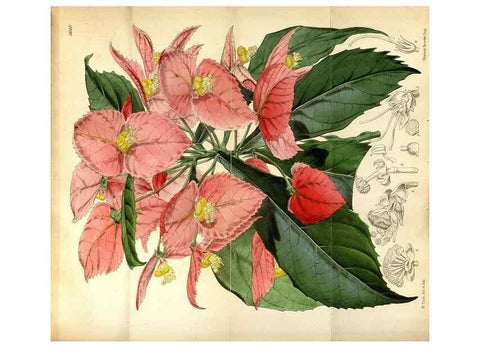 Reproducción/Reproduction 35234160076: Curtis's botanical magazine.. London ; New York [etc.] :Academic Press [etc.]