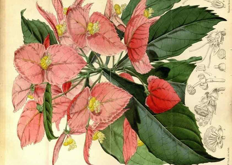 Reproducción/Reproduction 35234160076: Curtis's botanical magazine.. London ; New York [etc.] :Academic Press [etc.]