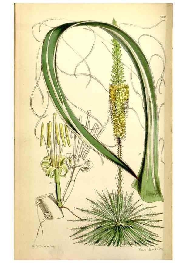 Reproducción/Reproduction 34430718744: Curtis's botanical magazine.. London ; New York [etc.] :Academic Press [etc.]