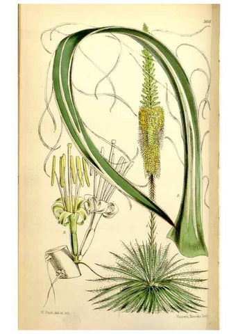 Reproducción/Reproduction 34430718744: Curtis's botanical magazine.. London ; New York [etc.] :Academic Press [etc.]