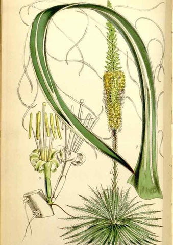 Reproducción/Reproduction 34430718744: Curtis's botanical magazine.. London ; New York [etc.] :Academic Press [etc.]