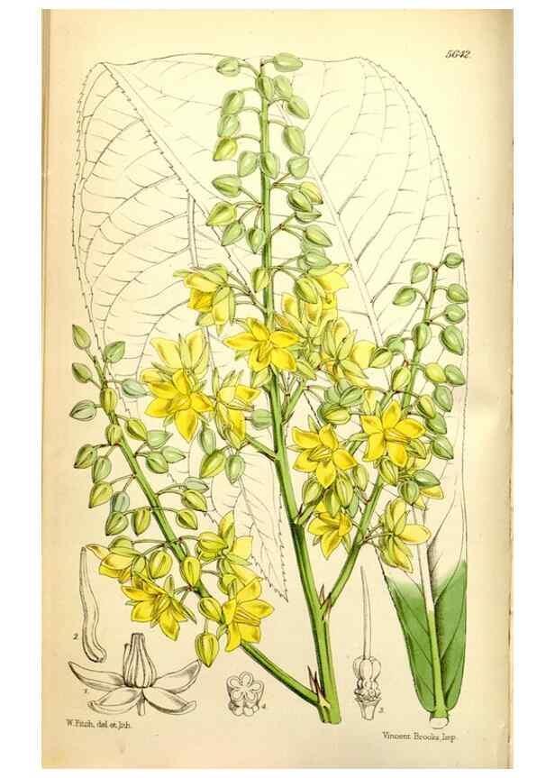 Reproducción/Reproduction 35234166006: Curtis's botanical magazine.. London ; New York [etc.] :Academic Press [etc.]