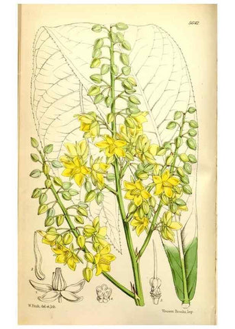 Reproducción/Reproduction 35234166006: Curtis's botanical magazine.. London ; New York [etc.] :Academic Press [etc.]