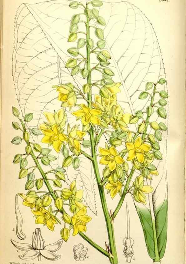 Reproducción/Reproduction 35234166006: Curtis's botanical magazine.. London ; New York [etc.] :Academic Press [etc.]