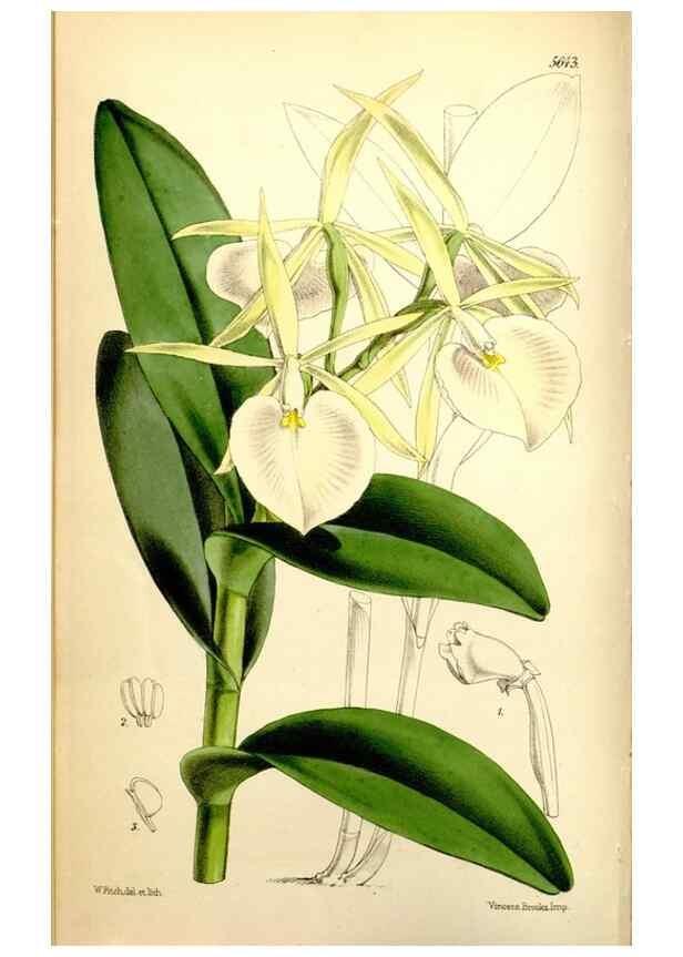 Reproducción/Reproduction 34464959413: Curtis's botanical magazine.. London ; New York [etc.] :Academic Press [etc.]