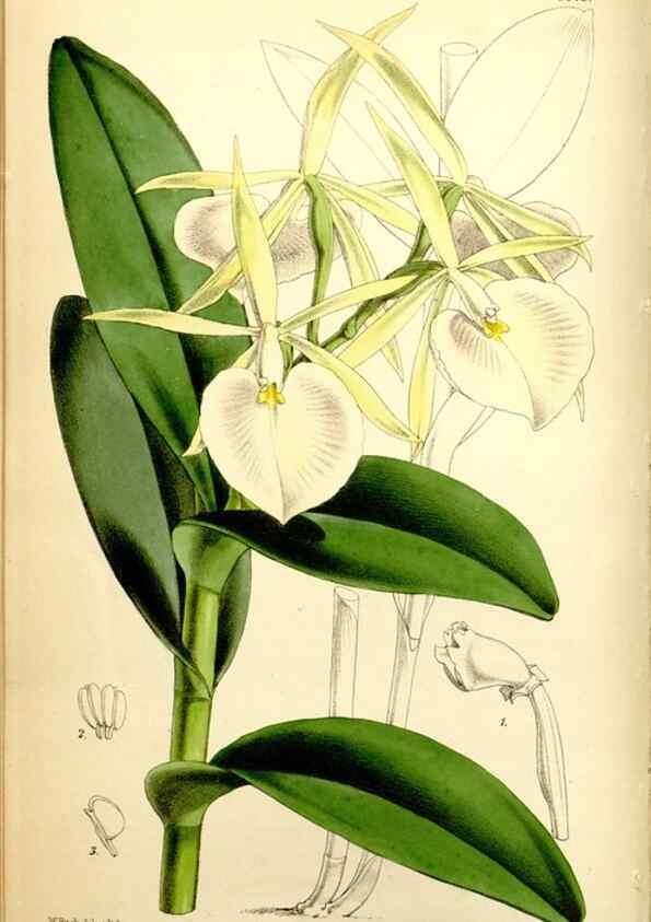 Reproducción/Reproduction 34464959413: Curtis's botanical magazine.. London ; New York [etc.] :Academic Press [etc.]