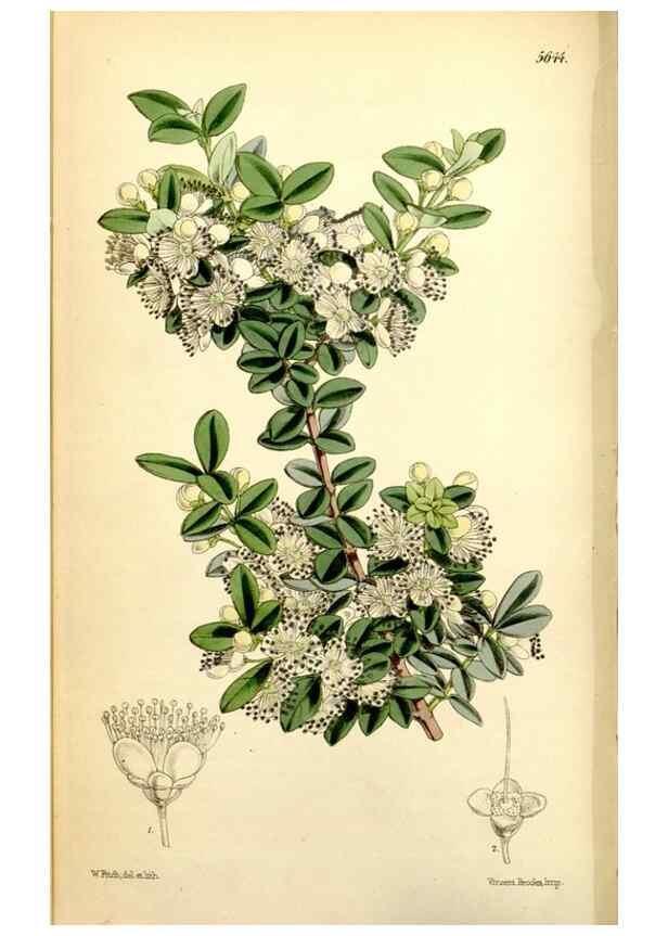 Reproducción/Reproduction 34464960883: Curtis's botanical magazine.. London ; New York [etc.] :Academic Press [etc.]