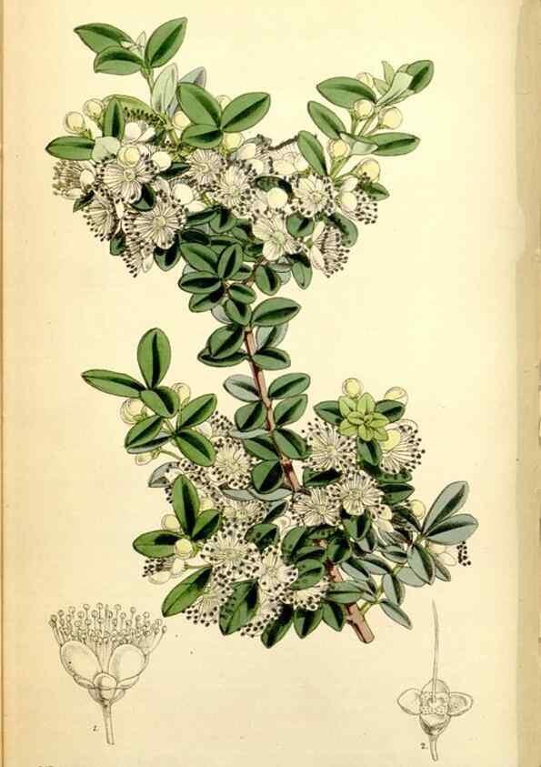 Reproducción/Reproduction 34464960883: Curtis's botanical magazine.. London ; New York [etc.] :Academic Press [etc.]