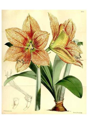 Reproducción/Reproduction 34464962063: Curtis's botanical magazine.. London ; New York [etc.] :Academic Press [etc.]