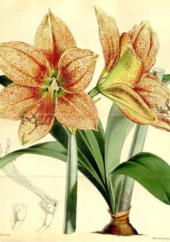 Reproducción/Reproduction 34464962063: Curtis's botanical magazine.. London ; New York [etc.] :Academic Press [etc.]