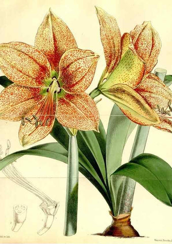 Reproducción/Reproduction 34464962063: Curtis's botanical magazine.. London ; New York [etc.] :Academic Press [etc.]