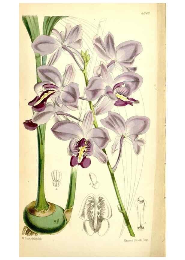 Reproducción/Reproduction 34464963623: Curtis's botanical magazine.. London ; New York [etc.] :Academic Press [etc.]