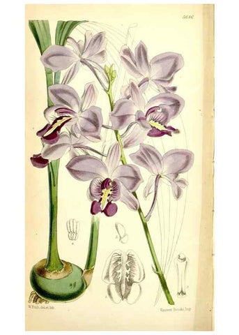 Reproducción/Reproduction 34464963623: Curtis's botanical magazine.. London ; New York [etc.] :Academic Press [etc.]