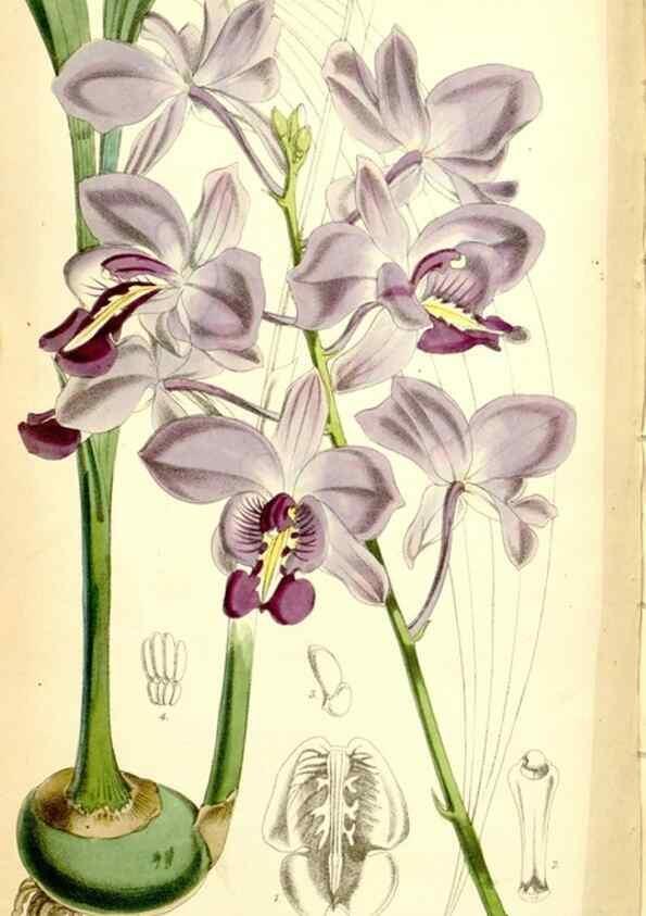 Reproducción/Reproduction 34464963623: Curtis's botanical magazine.. London ; New York [etc.] :Academic Press [etc.]