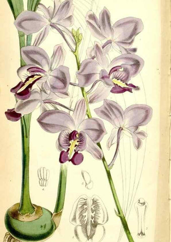 Reproducción/Reproduction 34464963623: Curtis's botanical magazine.. London ; New York [etc.] :Academic Press [etc.]