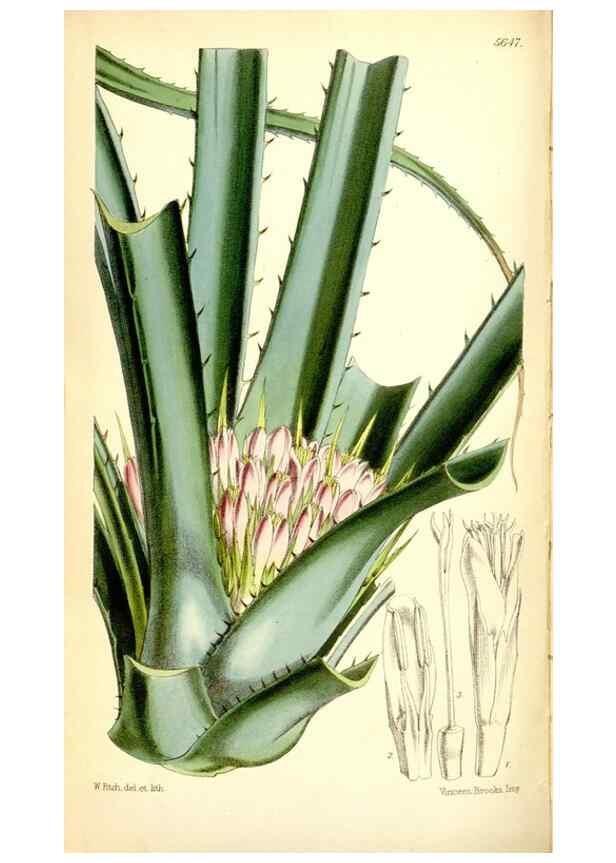 Reproducción/Reproduction 35144417991: Curtis's botanical magazine.. London ; New York [etc.] :Academic Press [etc.]