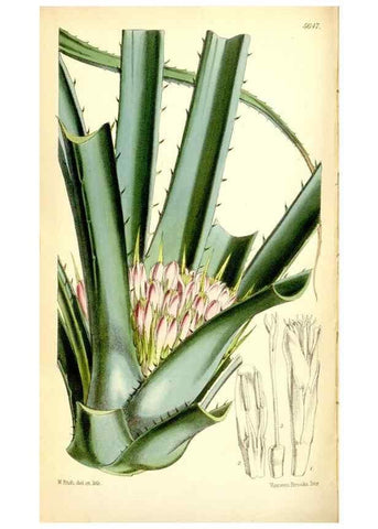 Reproducción/Reproduction 35144417991: Curtis's botanical magazine.. London ; New York [etc.] :Academic Press [etc.]