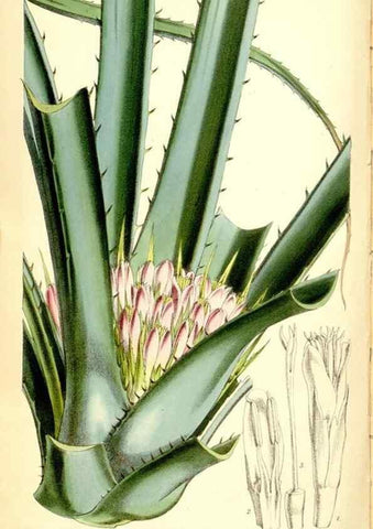 Reproducción/Reproduction 35144417991: Curtis's botanical magazine.. London ; New York [etc.] :Academic Press [etc.]