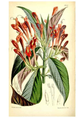 Reproducción/Reproduction 35234192576: Curtis's botanical magazine.. London ; New York [etc.] :Academic Press [etc.]