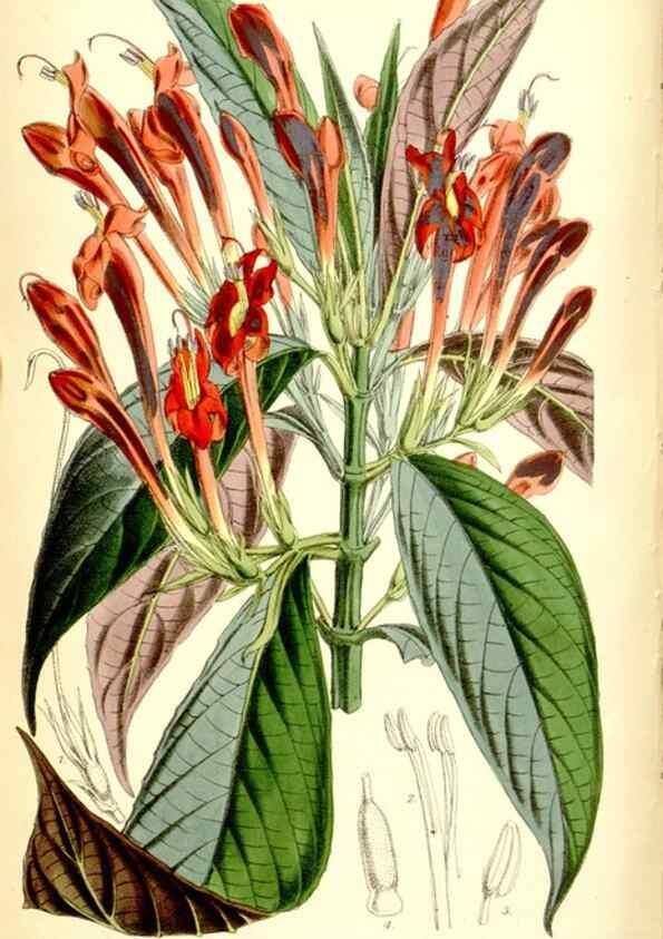 Reproducción/Reproduction 35234192576: Curtis's botanical magazine.. London ; New York [etc.] :Academic Press [etc.]