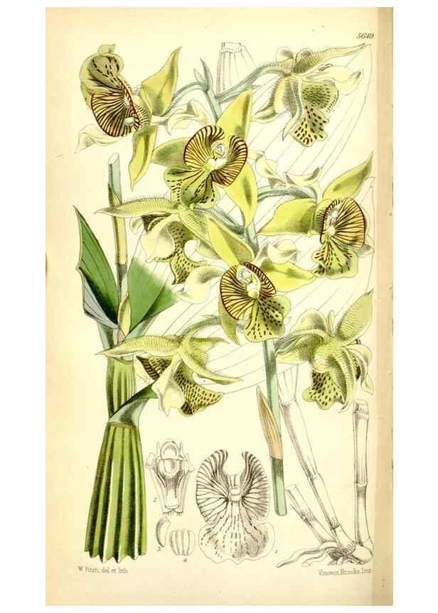 Reproducción/Reproduction 35234196746: Curtis's botanical magazine.. London ; New York [etc.] :Academic Press [etc.]