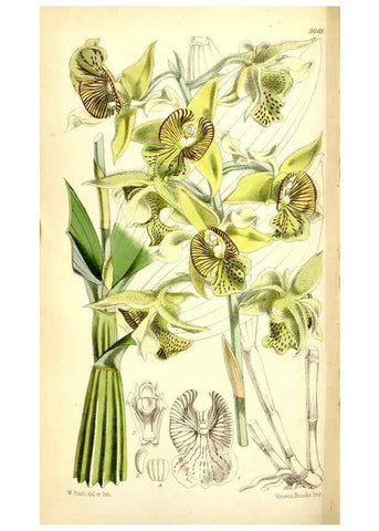 Reproducción/Reproduction 35234196746: Curtis's botanical magazine.. London ; New York [etc.] :Academic Press [etc.]