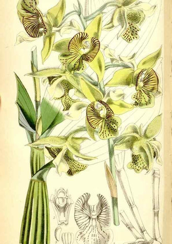 Reproducción/Reproduction 35234196746: Curtis's botanical magazine.. London ; New York [etc.] :Academic Press [etc.]
