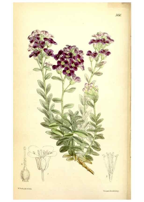 Reproducción/Reproduction 35234201396: Curtis's botanical magazine.. London ; New York [etc.] :Academic Press [etc.]