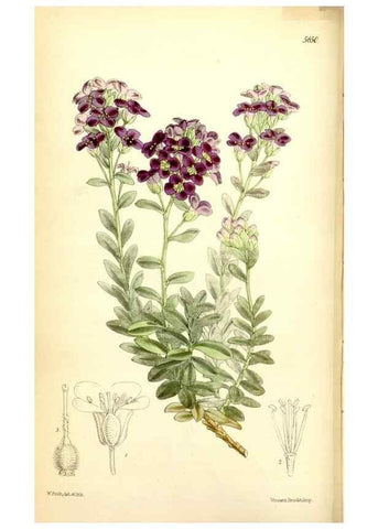 Reproducción/Reproduction 35234201396: Curtis's botanical magazine.. London ; New York [etc.] :Academic Press [etc.]