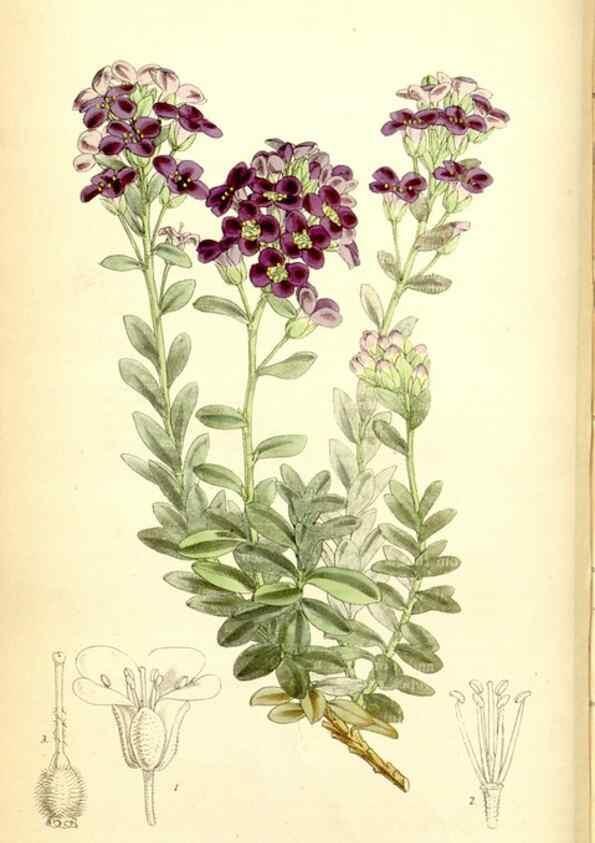Reproducción/Reproduction 35234201396: Curtis's botanical magazine.. London ; New York [etc.] :Academic Press [etc.]